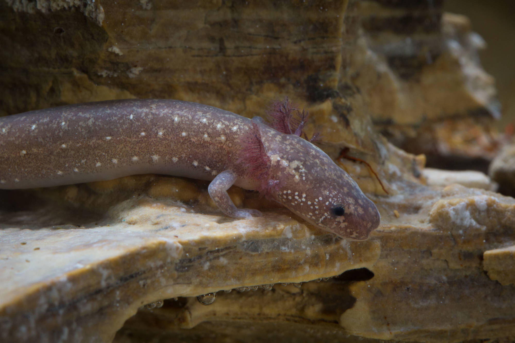 Barton Springs Salamander FWS.gov